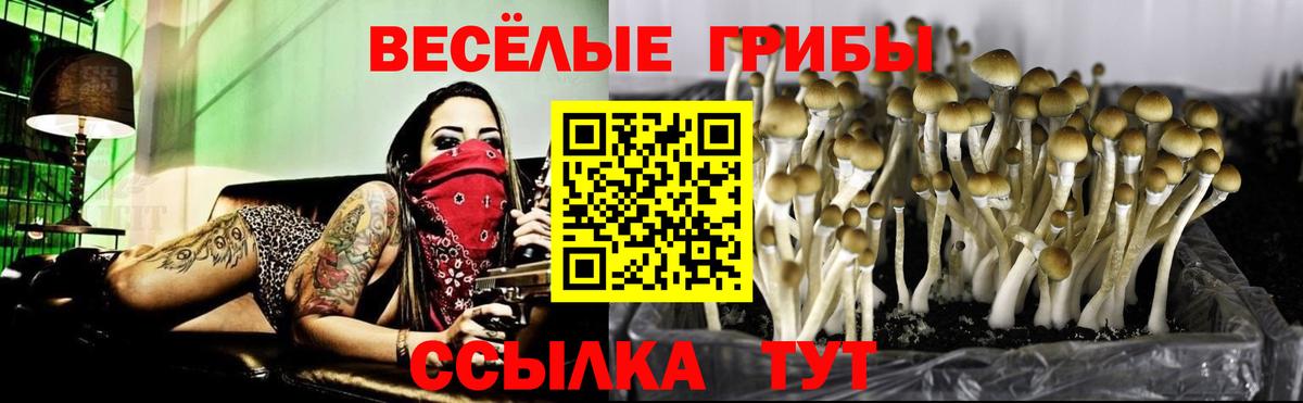купить наркоту  Галлюциногенные грибы Psilocybine cubensis  Вход с VPN  Дальнереченск 
